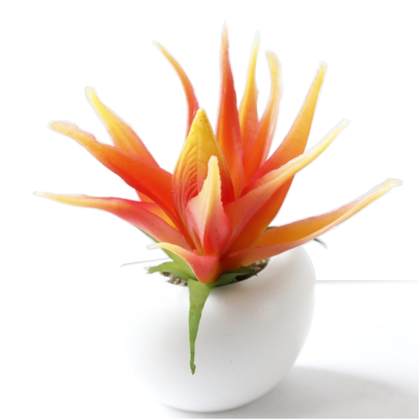 Cute Plant Fridge Magnets Succulent Cactus Orchid Refridgerator Decorations