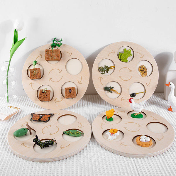 Children's Cognitive Enlightenment Insect Animal Life Growth Cycle Educational Toys