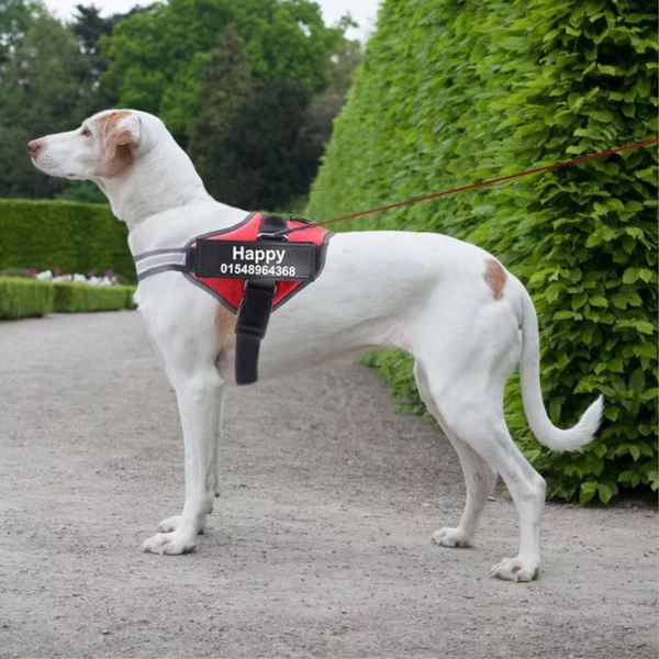 Easy Snap Reflective Dog Harness With Custom Id Patch Harnesses