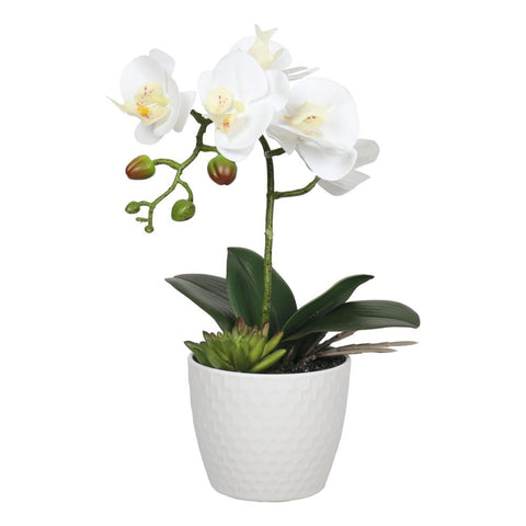 Potted Single Stem White Phalaenopsis Orchid With Decorative 35Cm