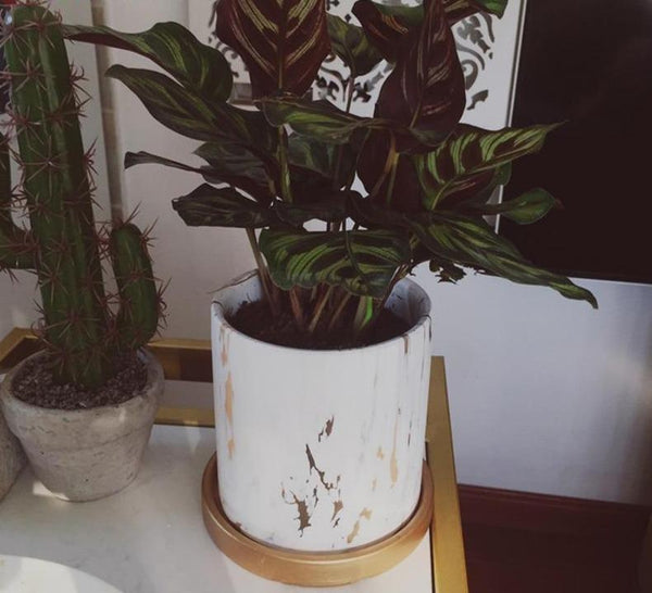 Marble Design White Pot With Gold Tray Nordic Decor Baskets Pots Window Boxes