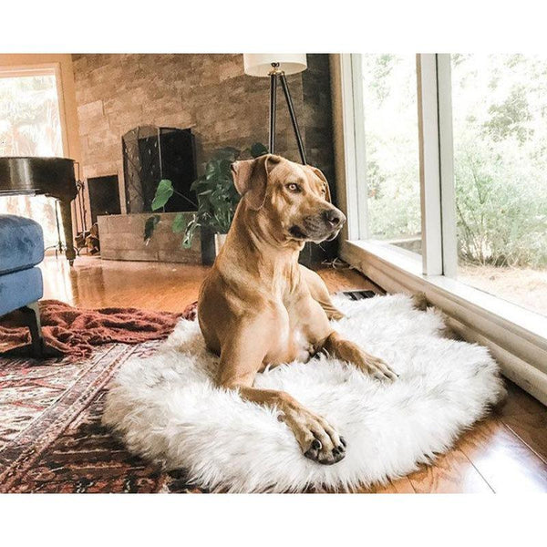 The Ortho Vegan Fur Dog Bed With Memory Foam