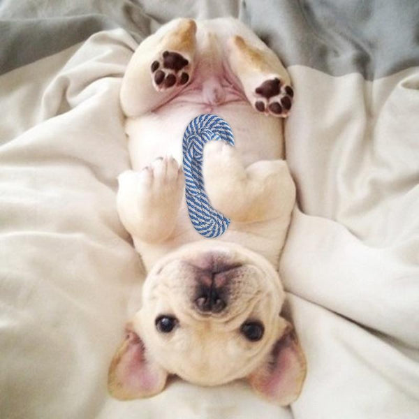 Cute Colourful Thong Cotton Rope Dog Toys