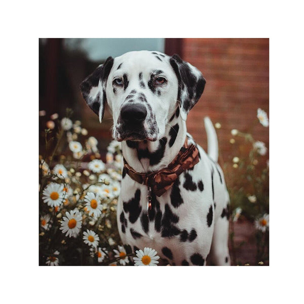 Camo Dog Collar Bow Tie Camouflage Design Pet Leads & Head Collars