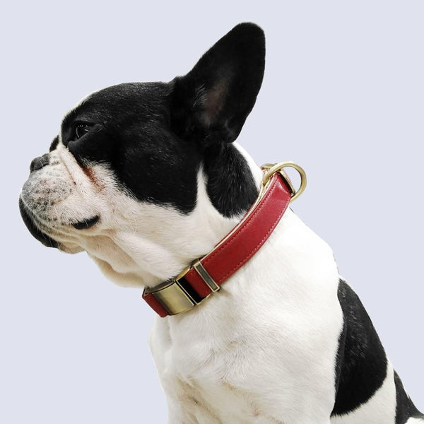 Adjustable Padded Genuine Leather Dog Collars