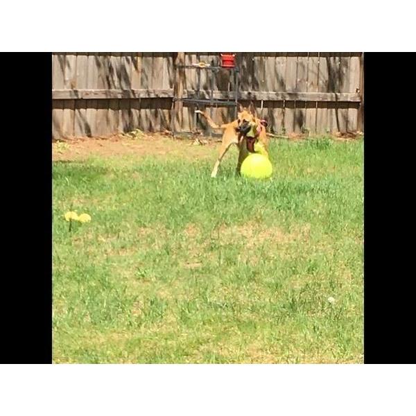 Dog Toys Mega Ball Giant Tennis Dog Toy