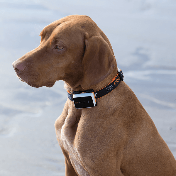 Pawfit 3 Tracker Harnesses