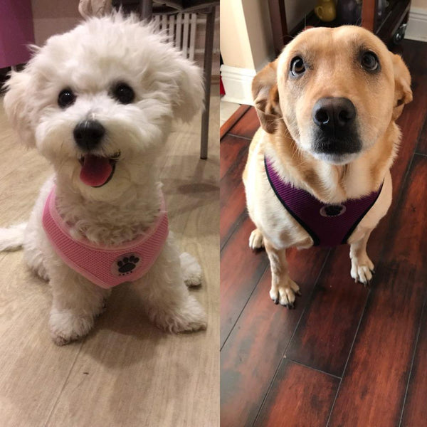 Love Dog Harness Various Colors Harnesses