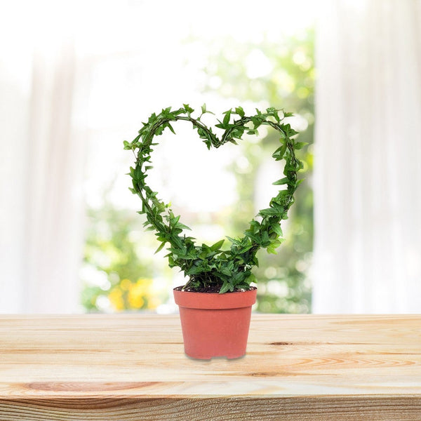 Iron Plant Trellis Climbing Plants Flower Support Heart Round Shaped Garden Plant Ties & Supports