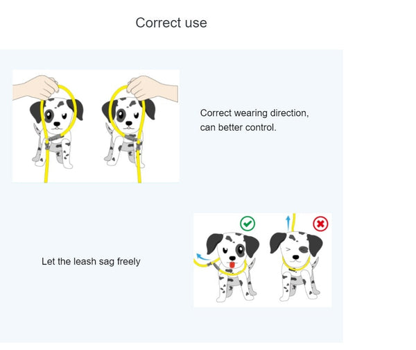 Pet Training Leash Slip Collar Dog Walking Supplies
