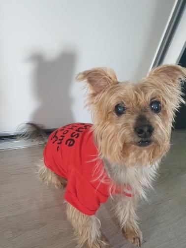 Graphic Tank Tops For Dogs Pet Clothing Dog Clothing & Shoes