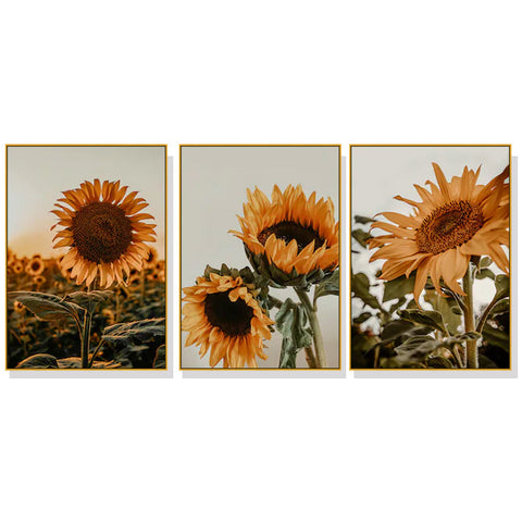 Wall Art 60Cmx90cm Sunflower 3 Sets Gold Frame Canvas