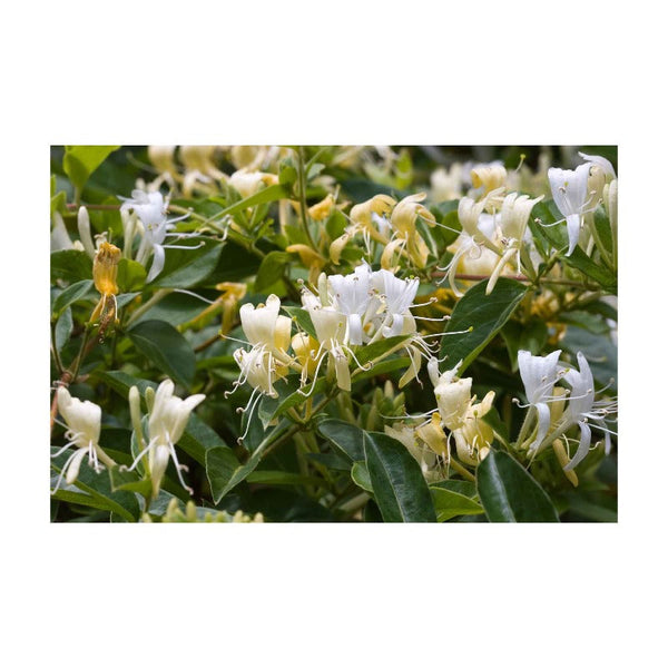 Orku 10X 100G Plant Oil Soap Honeysuckle Scent Pure Vegetable Base Bar Australian Body Soaps