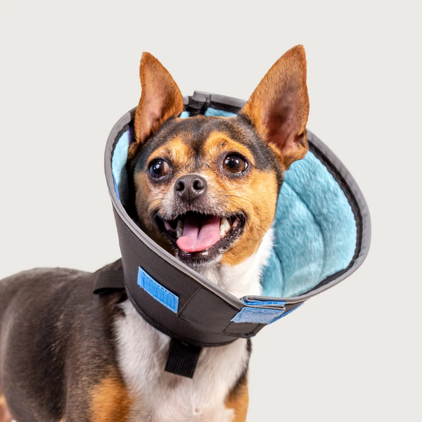 Calmer Collar Dog Accessories