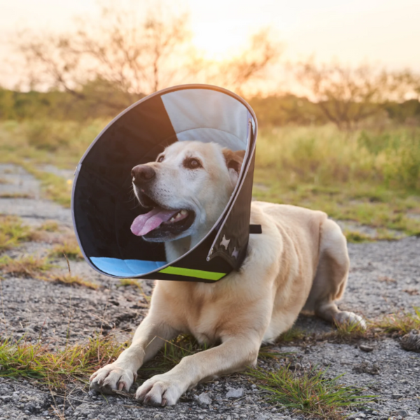 Calmer Collar Dog Accessories