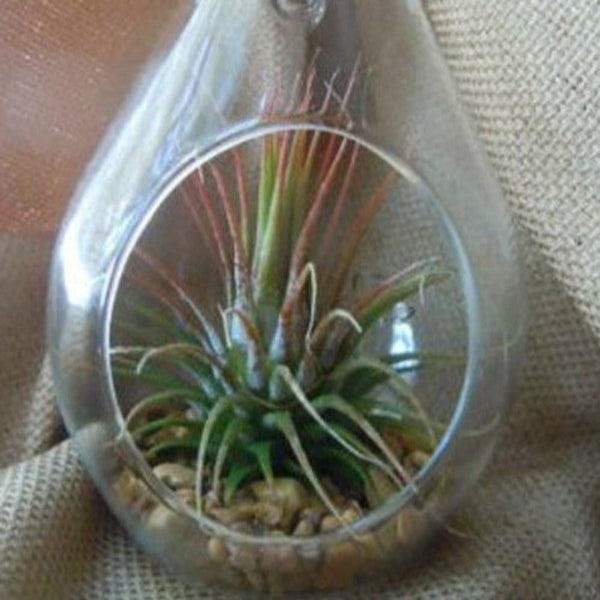 My Decorations 10 Pack Of Hanging Clear Glass Tealight Candle Holder Tear Drop Pear Shape 12Cm High Terrarium Plant Mini Garden Candle Holders & Acces