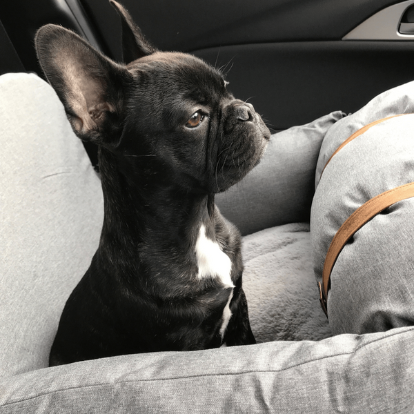 Modern Pets Premium Dog Booster Seat For Small Pet Transport
