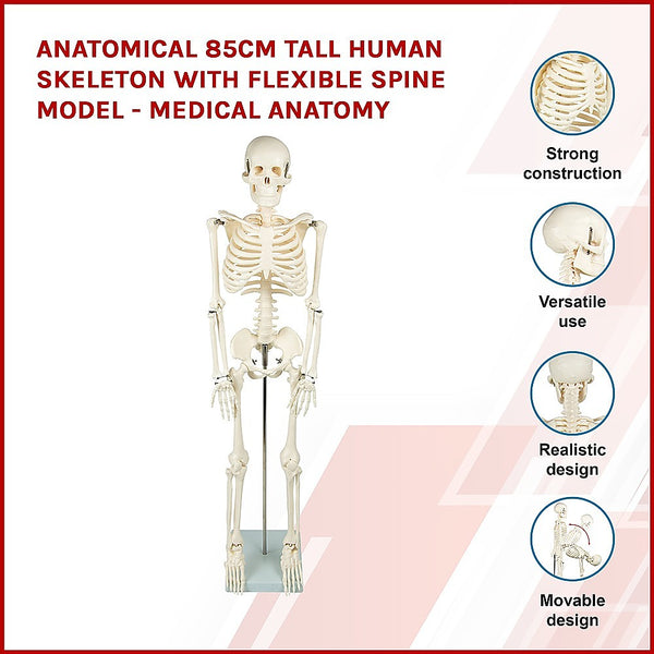 Randy & Travis Machinery Anatomical 85Cm Tall Human Skeleton With Flexible Spine Model Medical Anatomy Anatomical Models