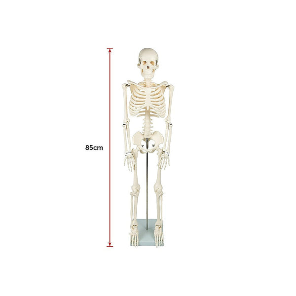 Randy & Travis Machinery Anatomical 85Cm Tall Human Skeleton With Flexible Spine Model Medical Anatomy Anatomical Models