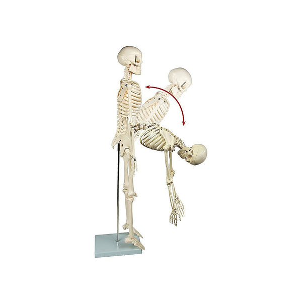 Randy & Travis Machinery Anatomical 85Cm Tall Human Skeleton With Flexible Spine Model Medical Anatomy Anatomical Models