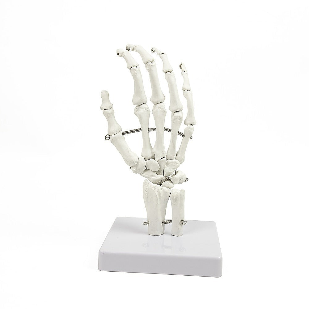 Randy & Travis Machinery Hand Joint Anatomical Skeleton Model Human Anatomy Study Tool Anatomical Models