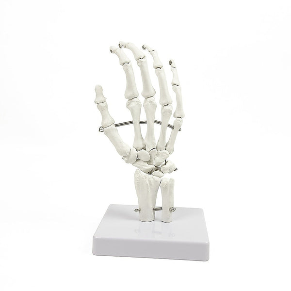 Randy & Travis Machinery Hand Joint Anatomical Skeleton Model Human Anatomy Study Tool Anatomical Models