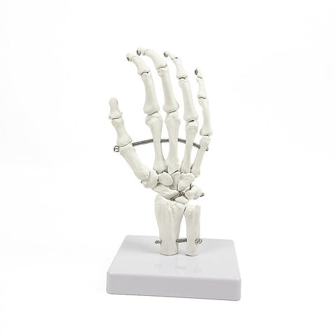 Randy & Travis Machinery Hand Joint Anatomical Skeleton Model Human Anatomy Study Tool Anatomical Models