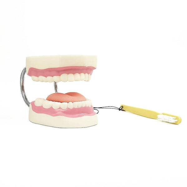 Randy & Travis Machinery Dental Tooth Brushing Model Teeth Care Anatomical Models