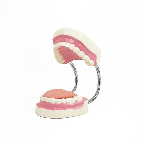 Randy & Travis Machinery Dental Tooth Brushing Model Teeth Care Anatomical Models