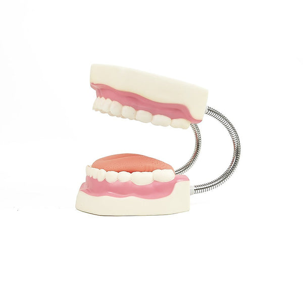 Randy & Travis Machinery Dental Tooth Brushing Model Teeth Care Anatomical Models