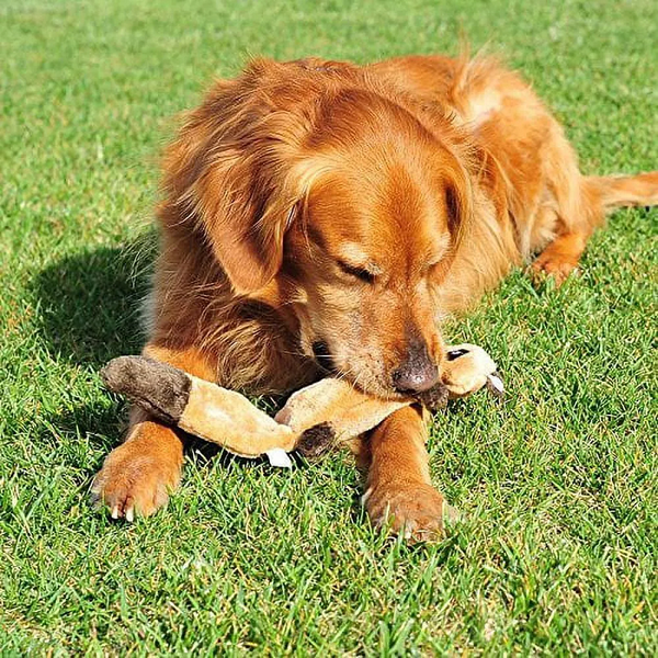 Zippy Paws Zingy Fox Dog Toys